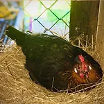 Ziolowa Dolina Frühstückspension
