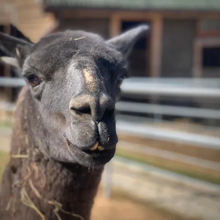 Ziolowa Dolina Bed & Breakfast Olsztyn (Warmian-Masurian)