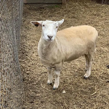 Ziolowa Dolina Bed & Breakfast