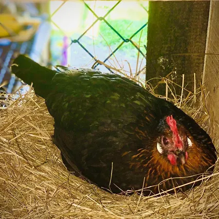 Ziolowa Dolina Bed & Breakfast