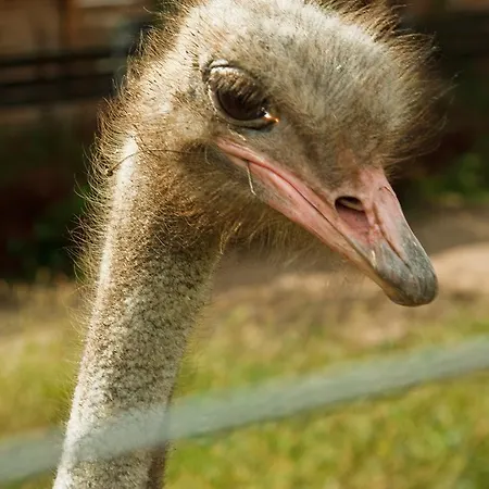 Ziolowa Dolina Bed & Breakfast