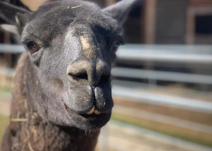 Ziolowa Dolina Bed & Breakfast Olsztyn (Warmian-Masurian)