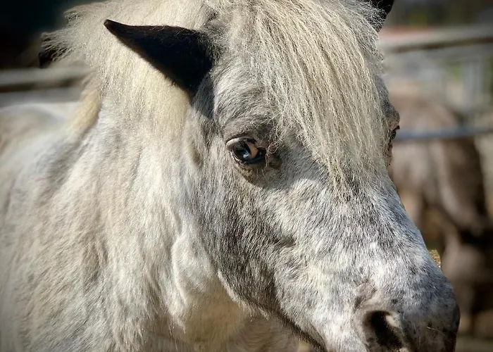 Bed & Breakfast Ziolowa Dolina Olsztyn (Warmian-Masurian)