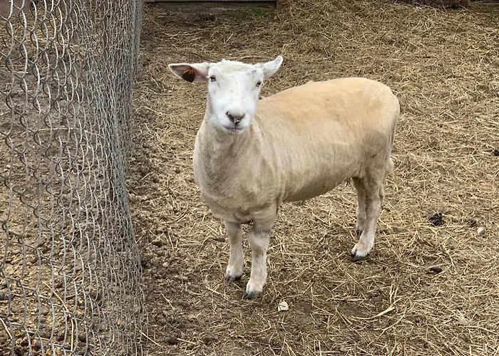 Ziolowa Dolina Bed & Breakfast