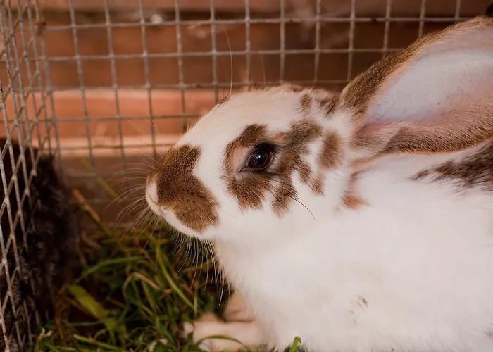 Ziolowa Dolina Bed & Breakfast